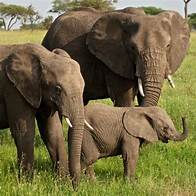 A couple of elephants standing in the grass.